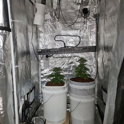 Snoop growlog timeline photo
