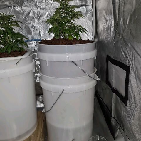 Snoop growlog timeline photo