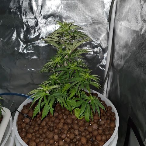 Snoop growlog timeline photo