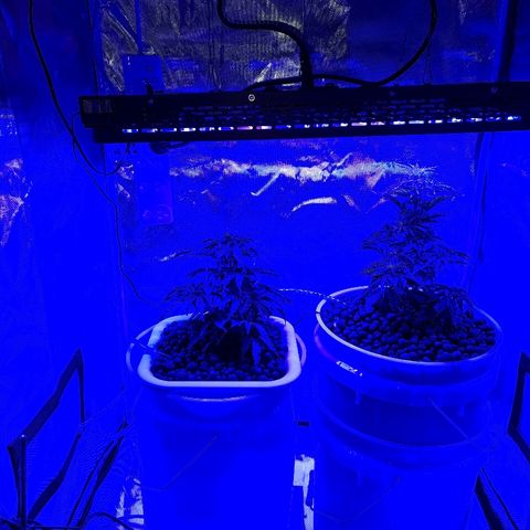 Snoop growlog timeline photo