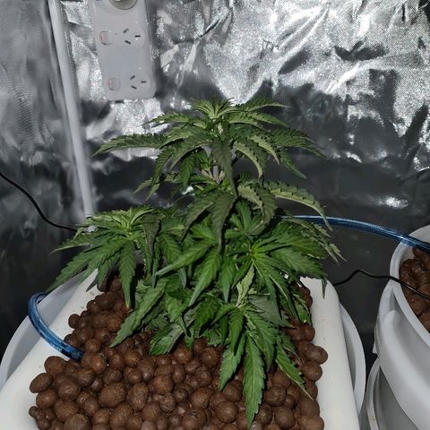 Snoop growlog timeline photo