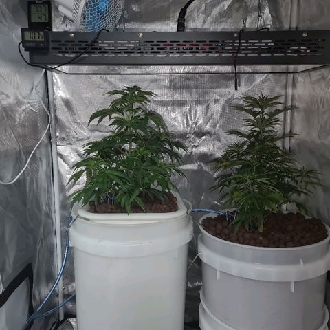 Snoop growlog timeline photo