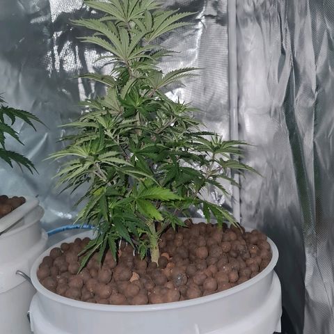 Snoop growlog timeline photo
