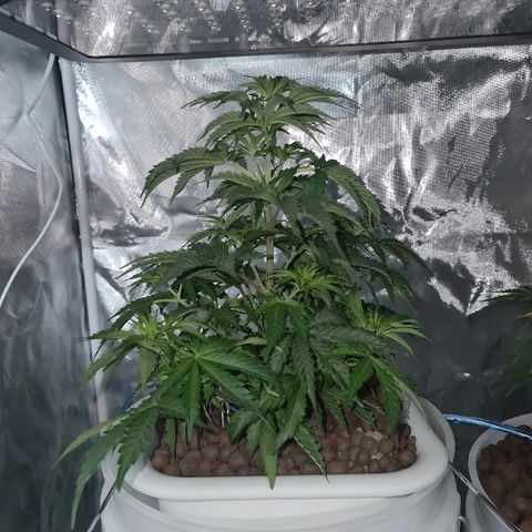 Snoop growlog timeline photo
