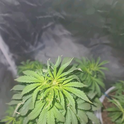 Snoop growlog timeline photo