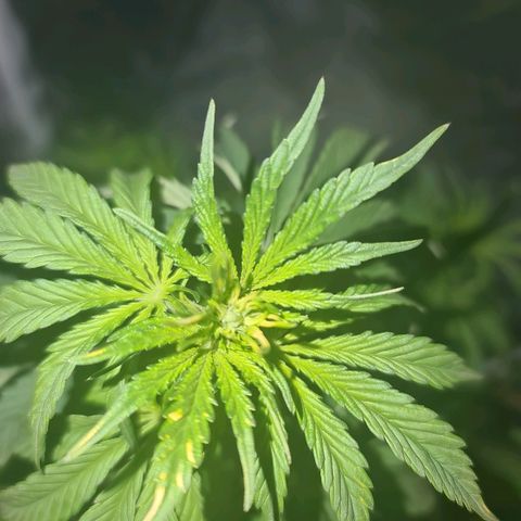 Snoop growlog timeline photo