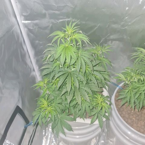 Snoop growlog timeline photo