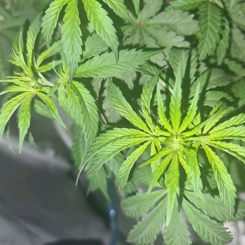 Snoop growlog timeline photo