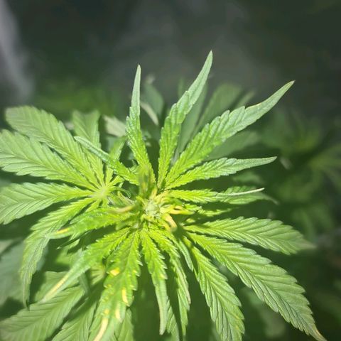 Snoop growlog timeline photo