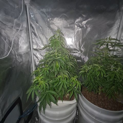 Snoop growlog timeline photo