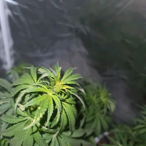 Snoop growlog timeline photo