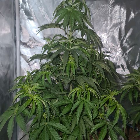 Snoop growlog timeline photo