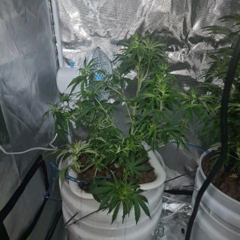 Snoop growlog timeline photo
