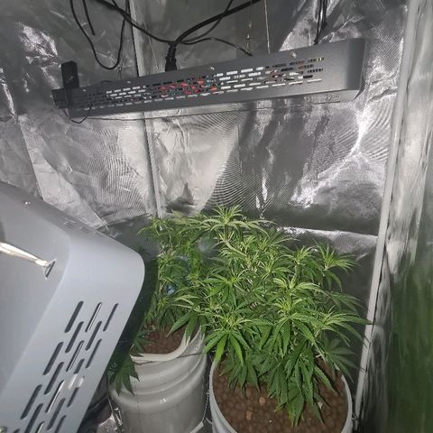 Snoop growlog timeline photo