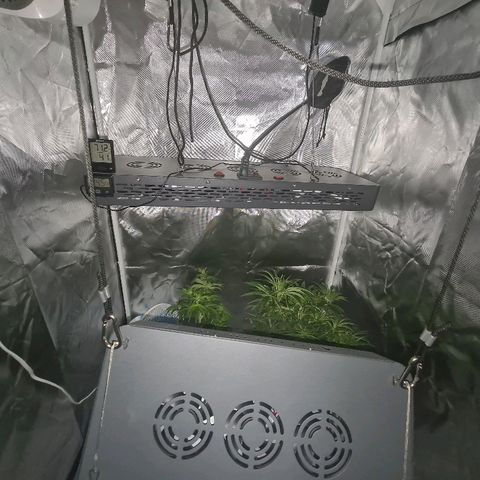 Snoop growlog timeline photo
