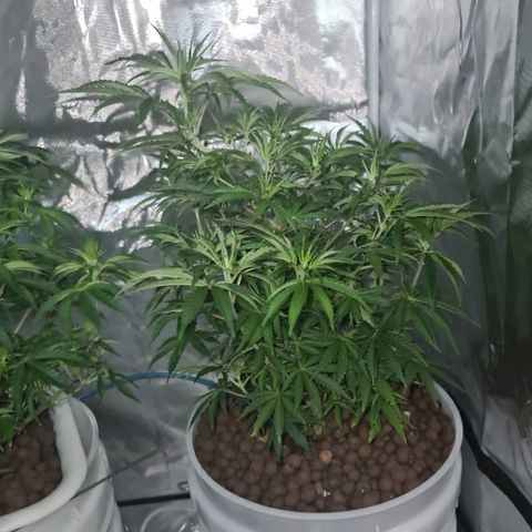 Snoop growlog timeline photo
