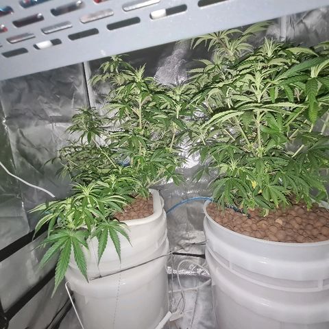 Snoop growlog timeline photo