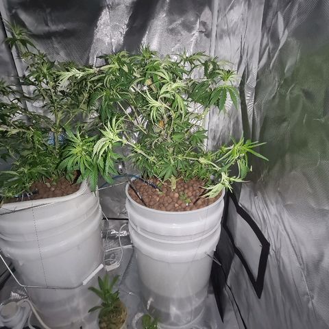 Snoop growlog timeline photo