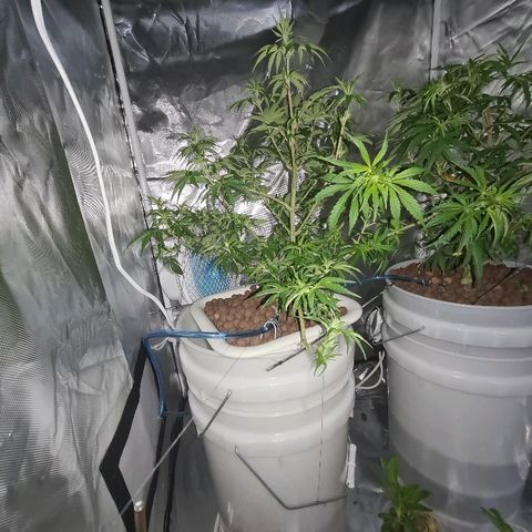 Snoop growlog timeline photo
