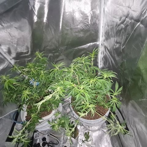 Snoop growlog timeline photo