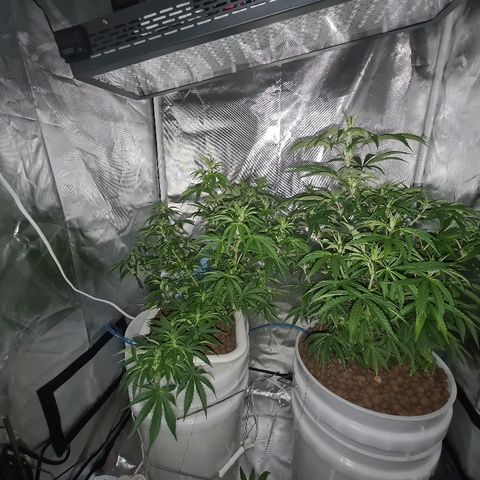 Snoop growlog timeline photo