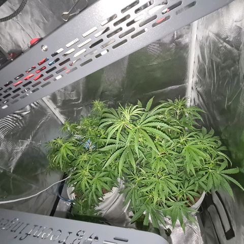 Snoop growlog timeline photo