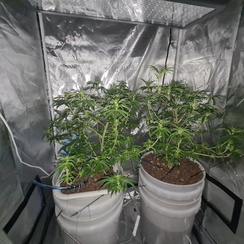 Snoop growlog timeline photo