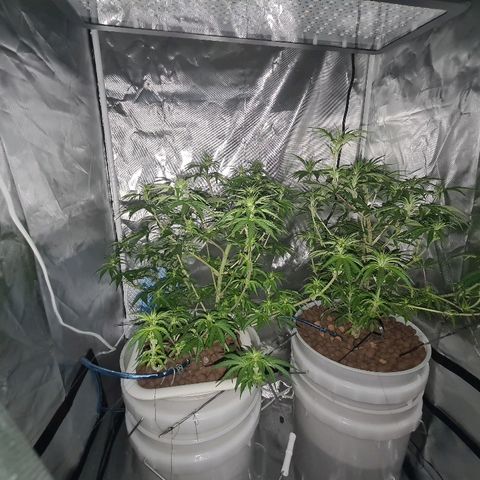 Snoop growlog timeline photo