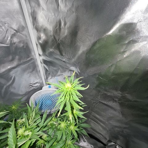 Snoop growlog timeline photo