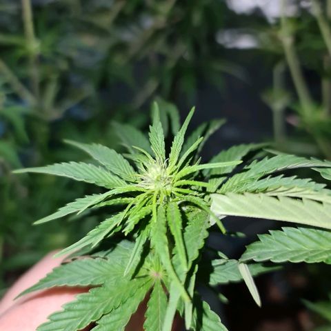 Snoop growlog timeline photo