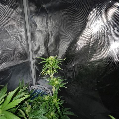 Snoop growlog timeline photo