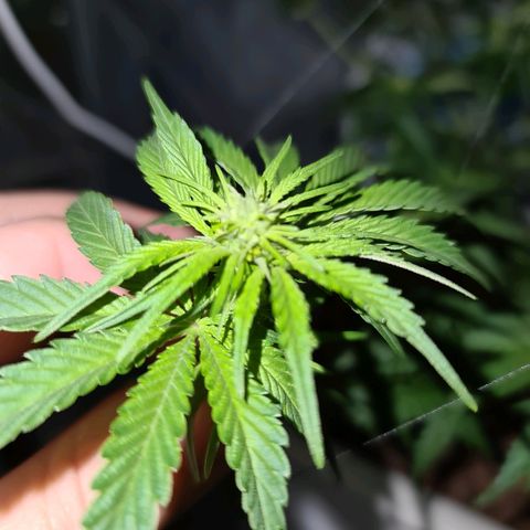 Snoop growlog timeline photo