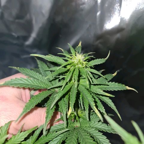 Snoop growlog timeline photo