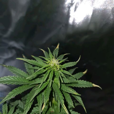 Snoop growlog timeline photo
