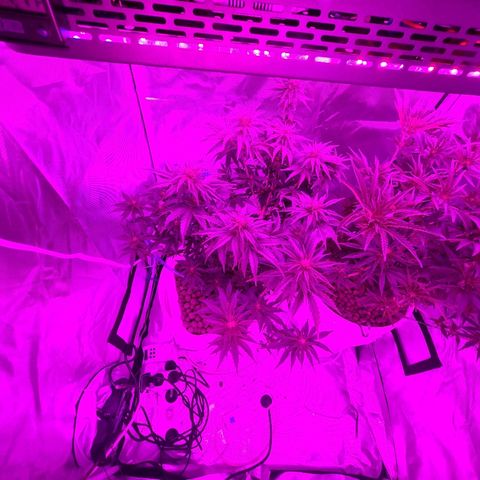 Snoop growlog timeline photo