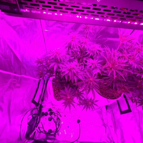 Snoop growlog timeline photo