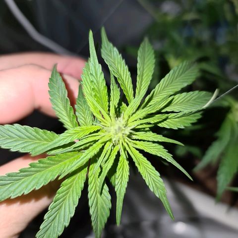 Snoop growlog timeline photo