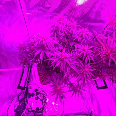 Snoop growlog timeline photo