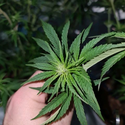 Snoop growlog timeline photo