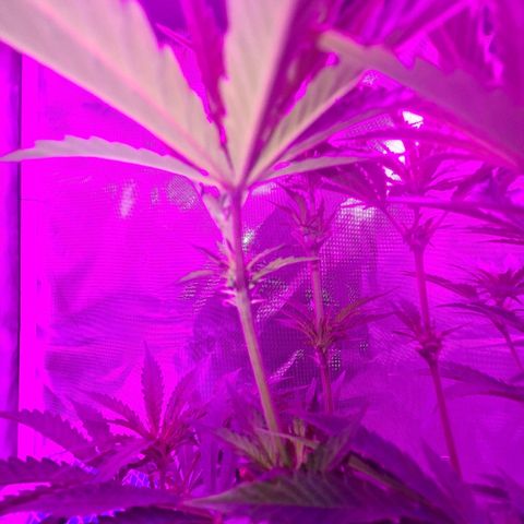 Snoop growlog photo: 1 was male
Female still good