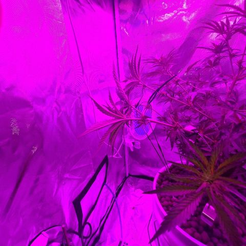 Snoop growlog photo: 1 was male
Female still good