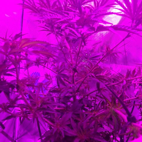 Snoop growlog photo: 1 was male
Female still good