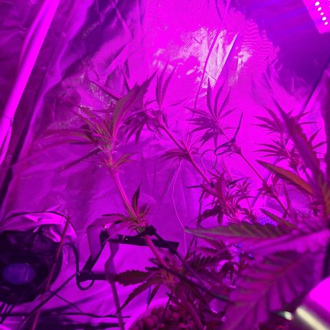 Snoop growlog photo: 1 was male
Female still good