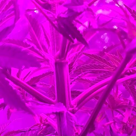 Snoop growlog photo: 1 was male
Female still good