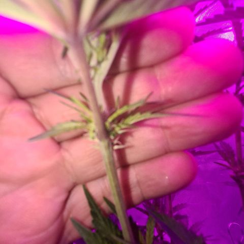 Snoop growlog photo: 1 was male
Female still good