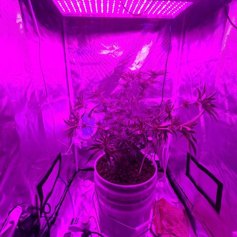 Snoop growlog photo: 1 was male
Female still good