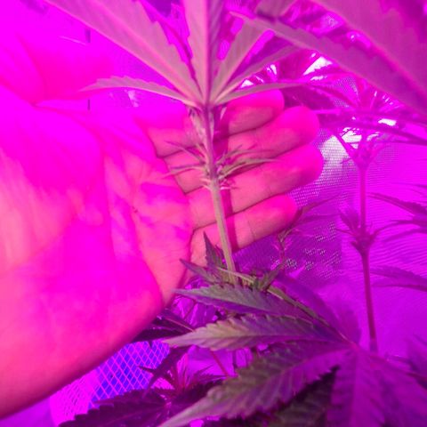 Snoop growlog photo: 1 was male
Female still good