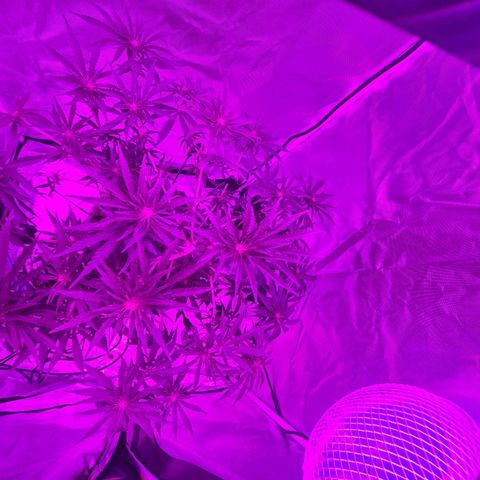 Snoop growlog photo: Training