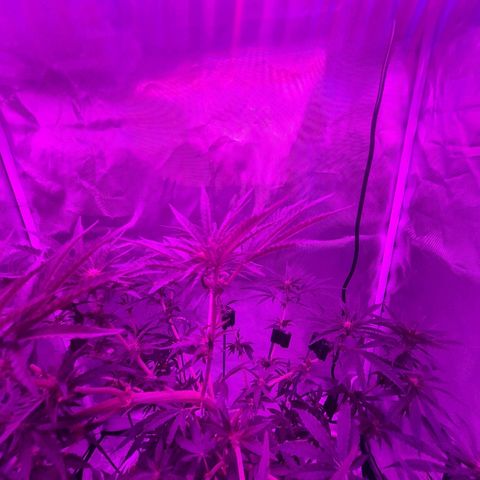 Snoop growlog photo: Training