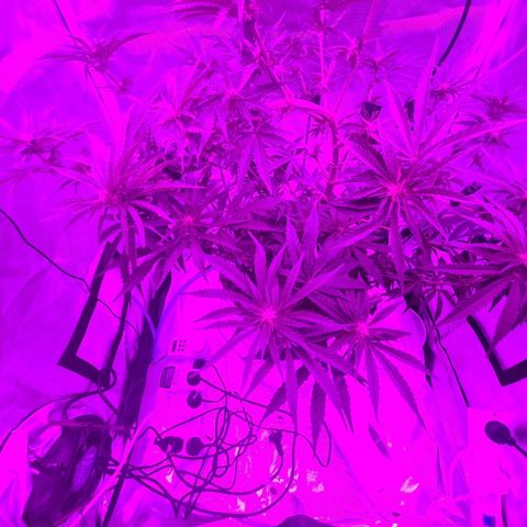 Snoop growlog photo: Training